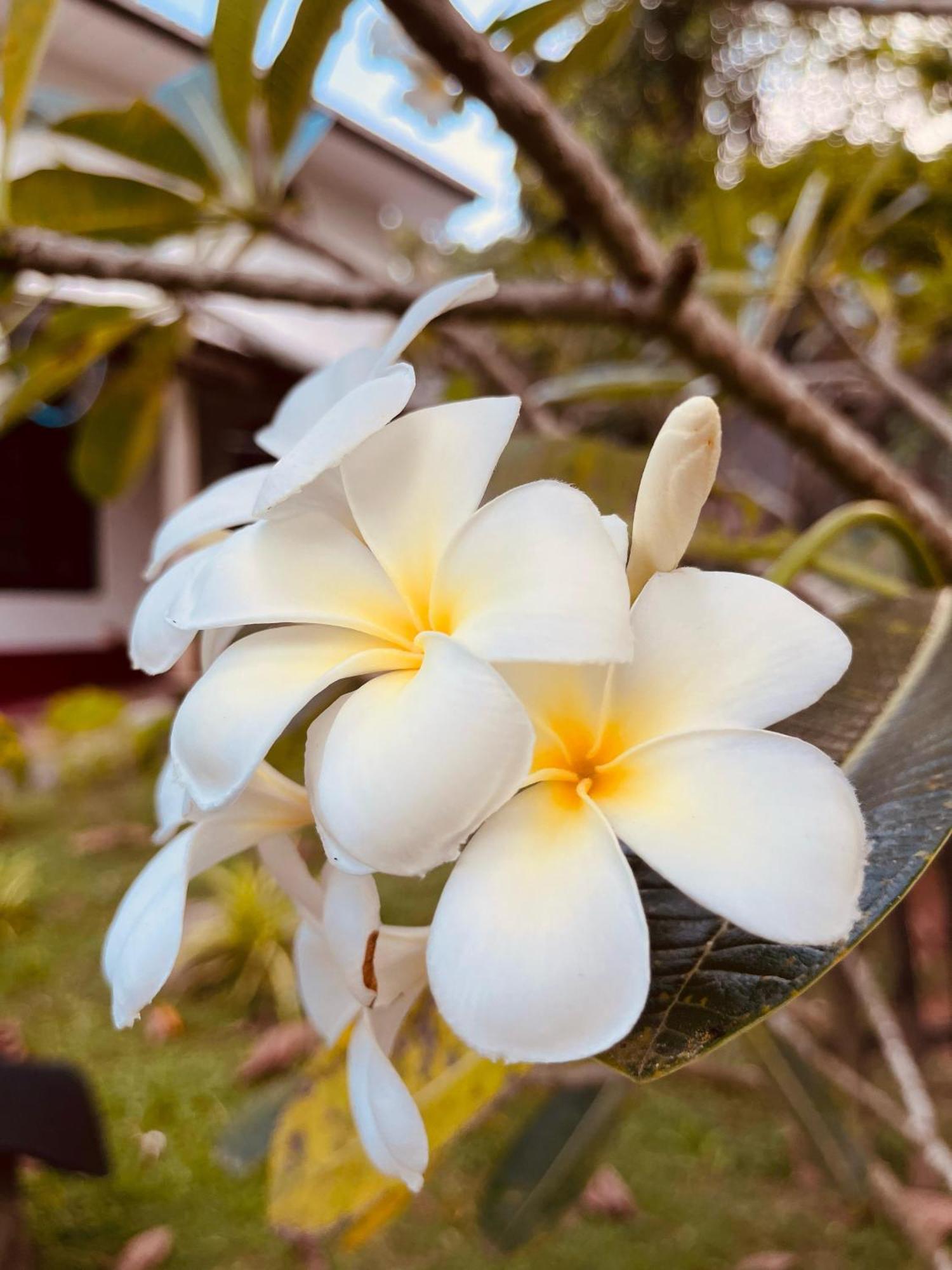 Unawatuna White Villa Bagian luar foto